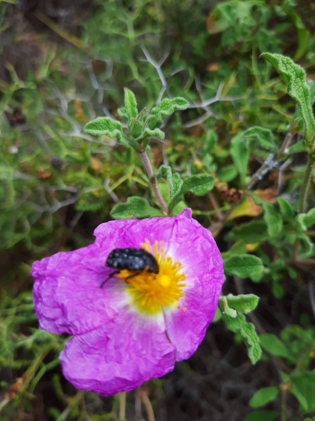 Bergama Balaban Köyü Resimleri 3