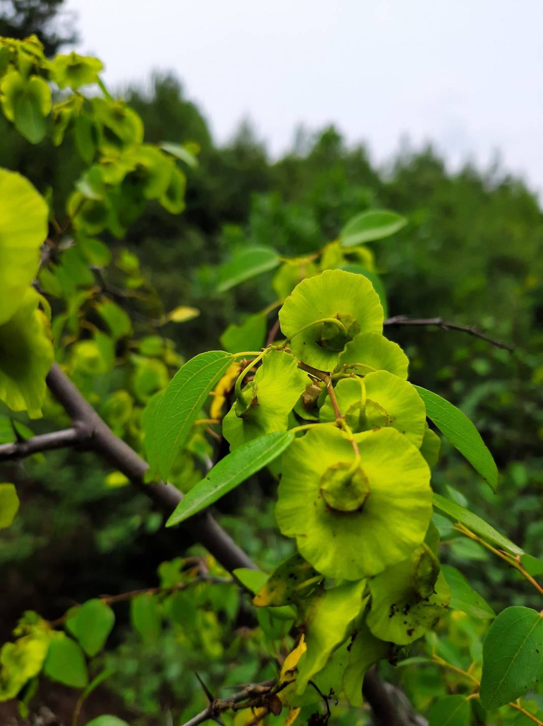Bergama Balaban Köyü Resimleri 4