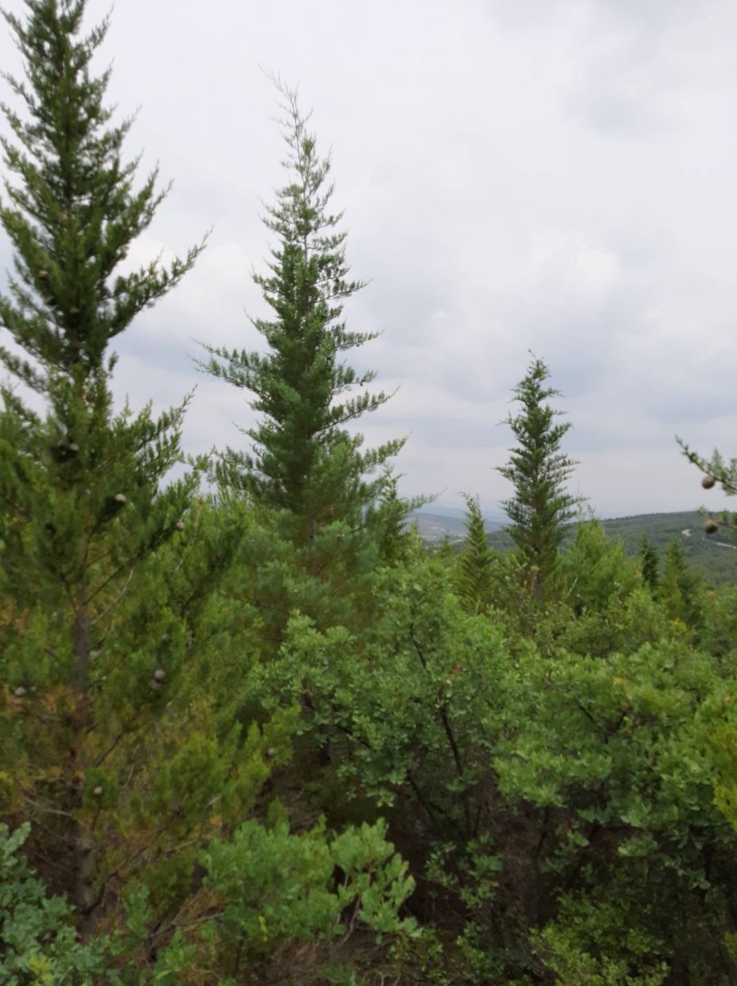 Bergama Balaban Köyü Resimleri 6