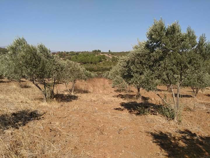 Bergama Balaban Köyü Resimleri 7