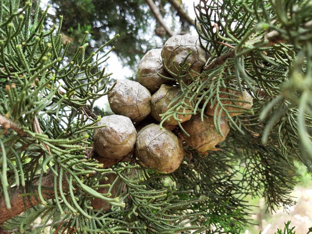 Bergama Balaban Köyü Resimleri 8