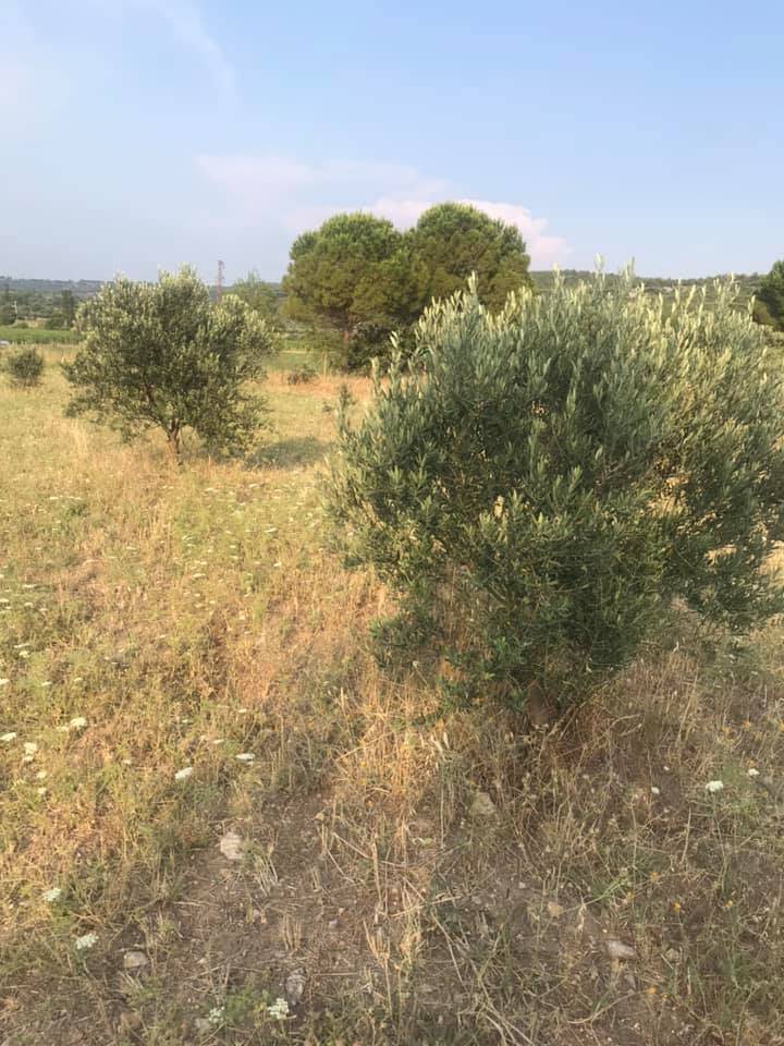 Bergama Bozköy Köyü Resimleri 3