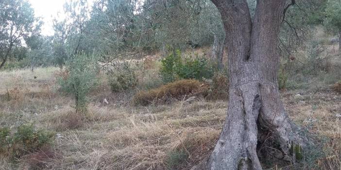 Bergama Bozköy Köyü Resimleri