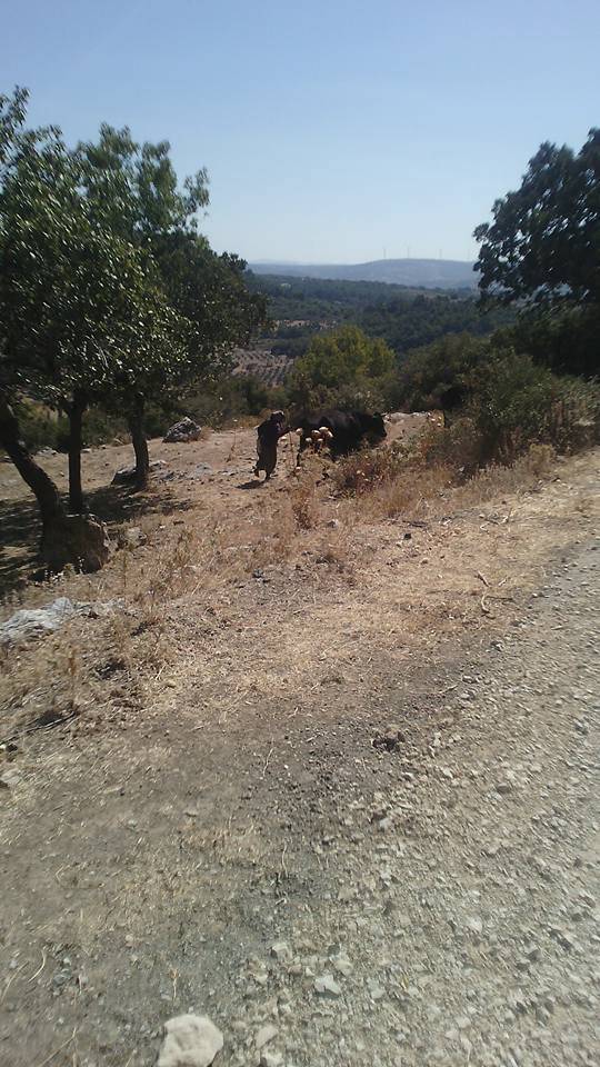 Bergama Çalıbahçe Köyü Resimleri 2