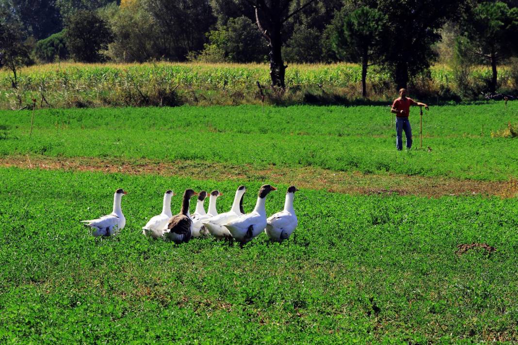 Bergama Çamavlu Köyü Resimleri 3