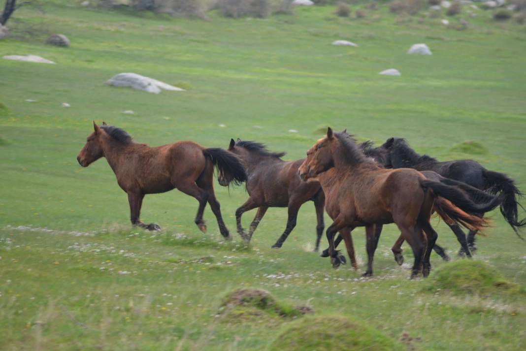 Bergama Çamavlu Köyü Resimleri 4