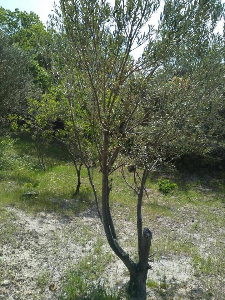 Bergama Çamoba Köyü Resimleri 7