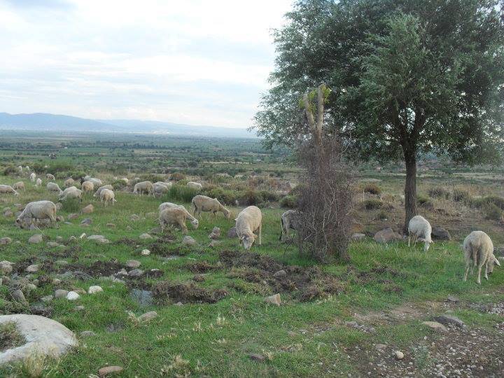 Bergama Çamoba Köyü Resimleri 8
