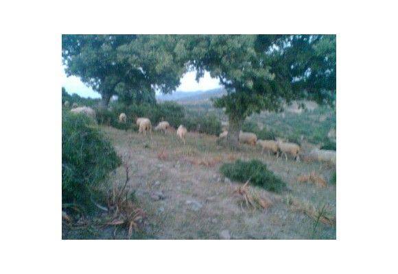 Bergama Çeltikçi Köyü Resimleri 2