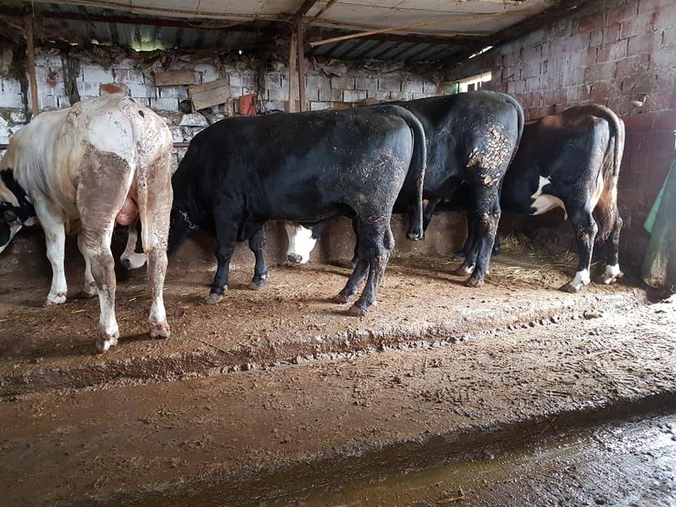 Bergama Çeltikçi Köyü Resimleri 9