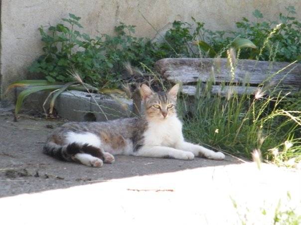 Şile Bucaklı Köyü Resimleri 1