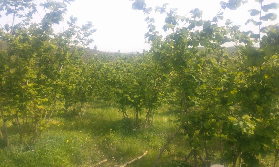 Şile Çataklı Köyü Resimleri 1