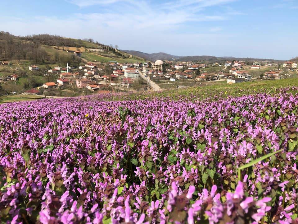 Şile Çengilli Köyü Resimleri 5