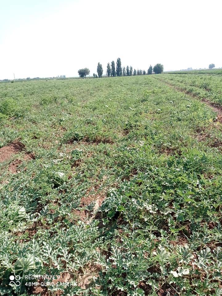 Harran Balkır Köyü Resimleri 6