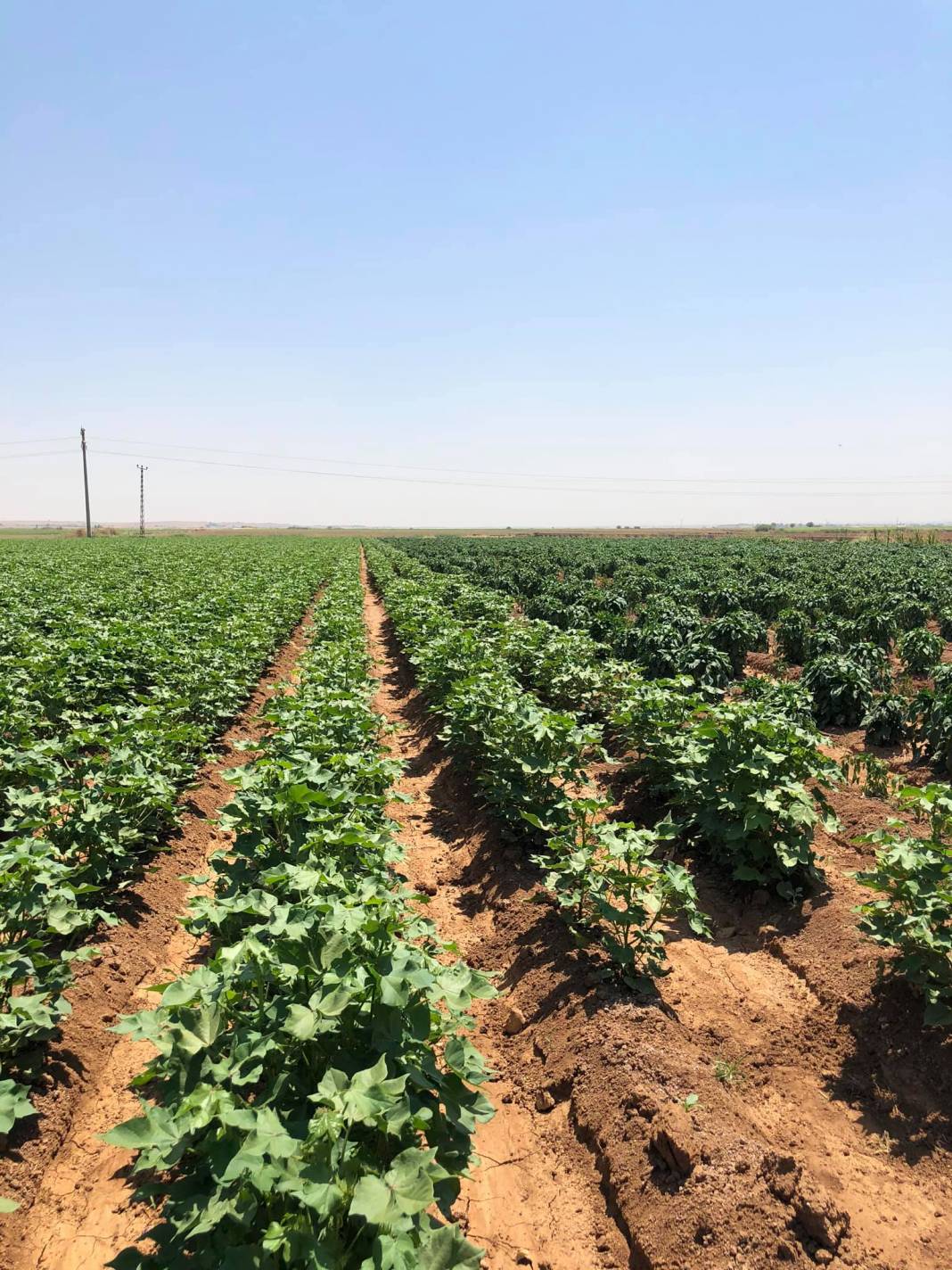 Harran Bellitaş Köyü Resimleri 13