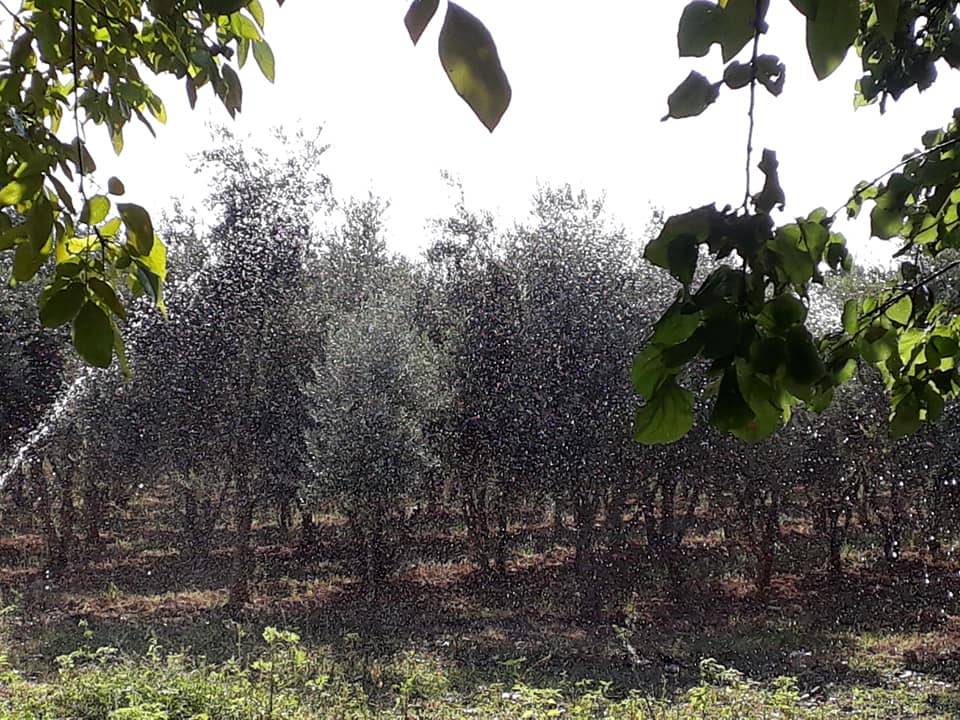 Harran Bellitaş Köyü Resimleri 9