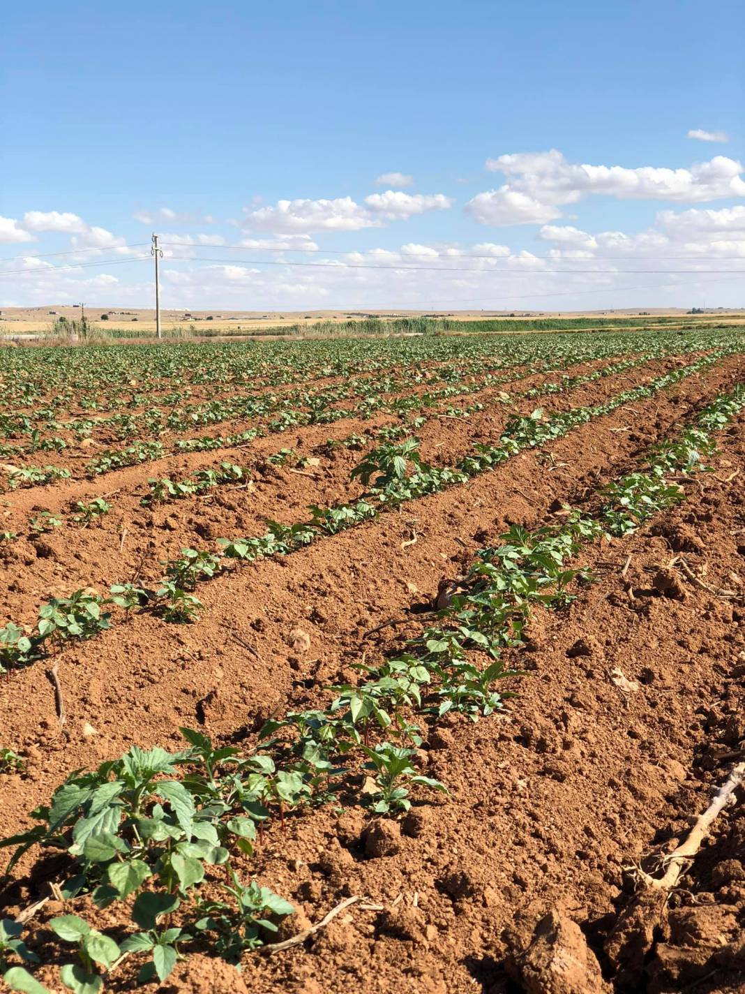 Harran Buğdaytepe Köyü Resimleri 1