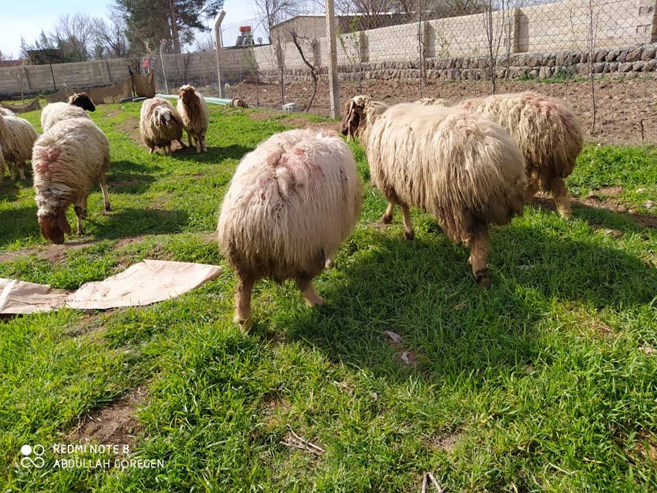 Harran Buğdaytepe Köyü Resimleri 4