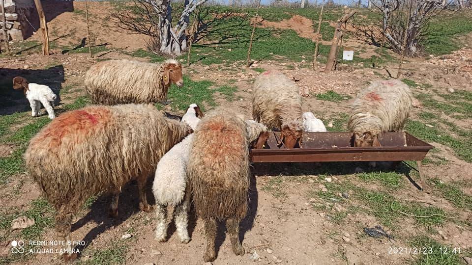 Harran Buğdaytepe Köyü Resimleri 6