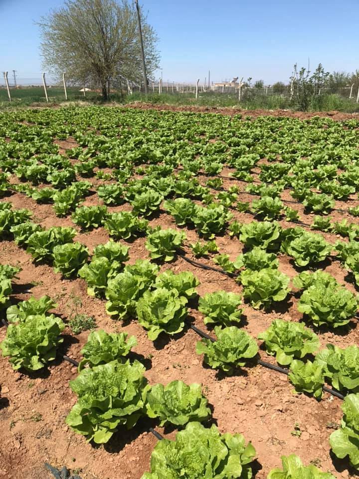 Harran Buğdaytepe Köyü Resimleri 8