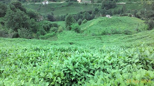 Kalkandere Dülgerli Köyü Resimleri 2