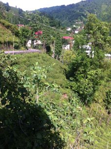 Kalkandere Dülgerli Köyü Resimleri 3