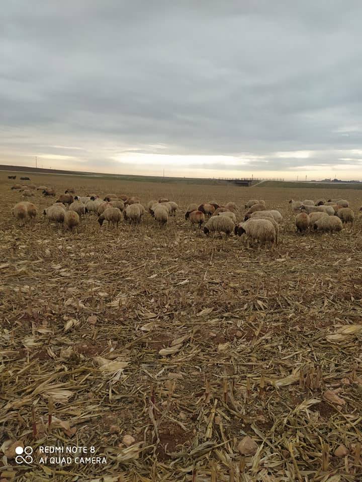 Harran Bilgili Köyü Resimleri 9