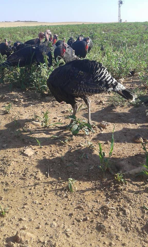 Harran Binekli Köyü Resimleri 3