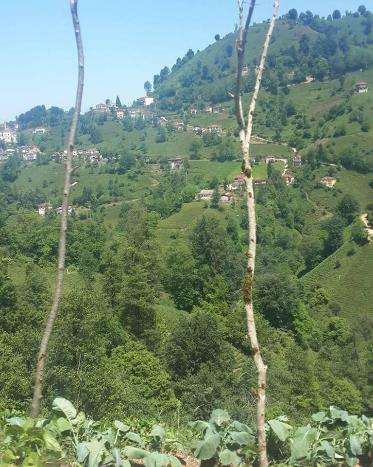 Kalkandere Dilsizdağı Köyü Resimleri 1