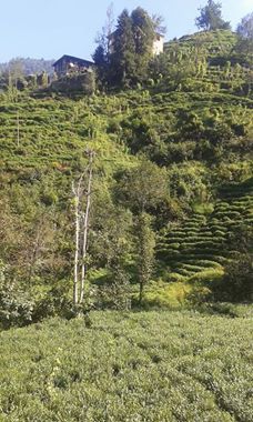 Kalkandere Esendere Köyü Resimleri 4