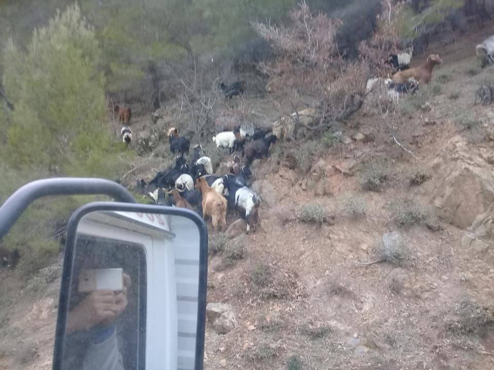 Bergama Çobanlar Köyü Resimleri 8