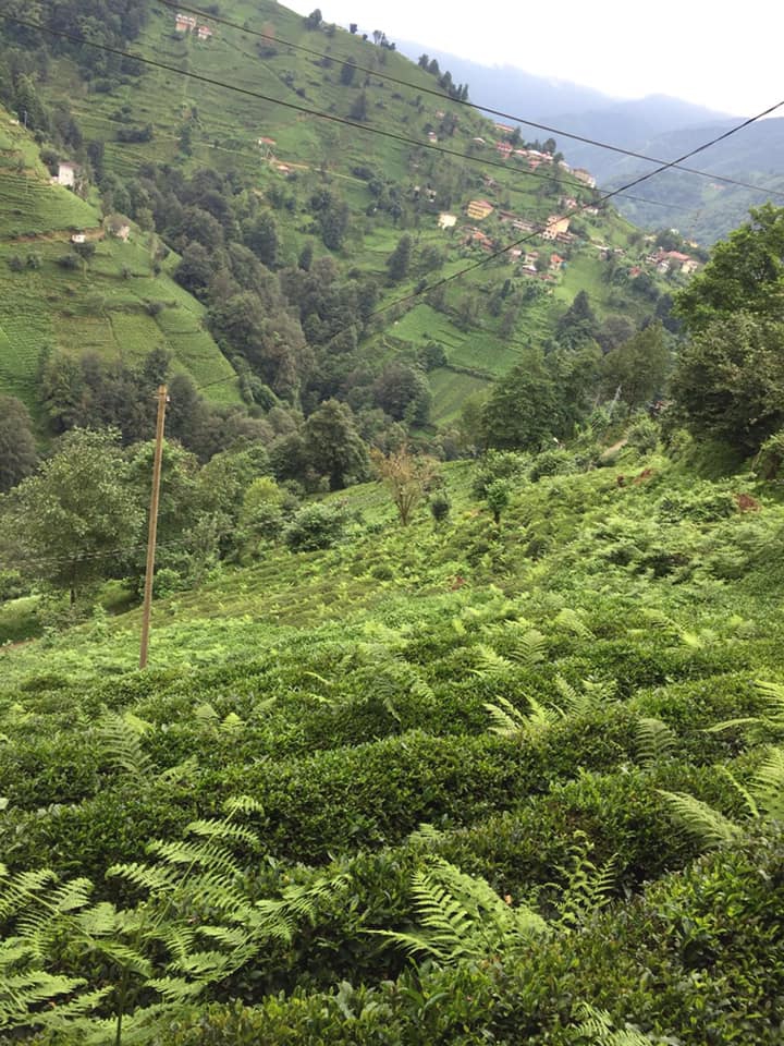 Kalkandere Esentepe Köyü Resimleri 1