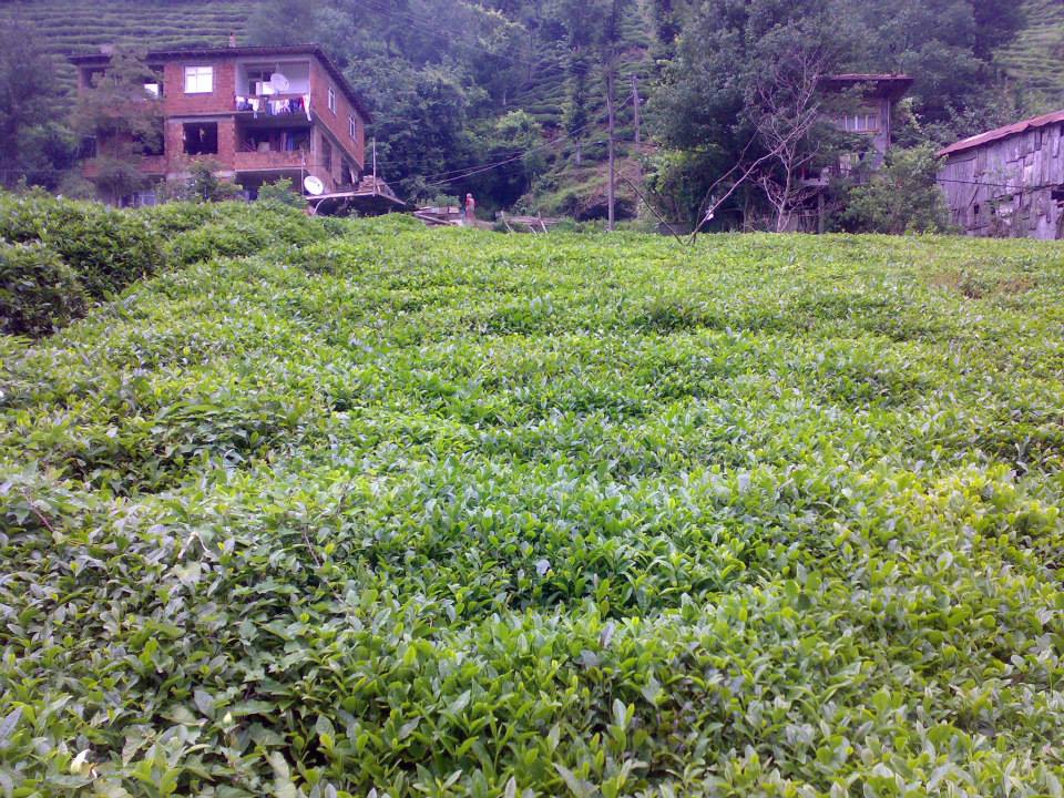 Kalkandere Esentepe Köyü Resimleri 8