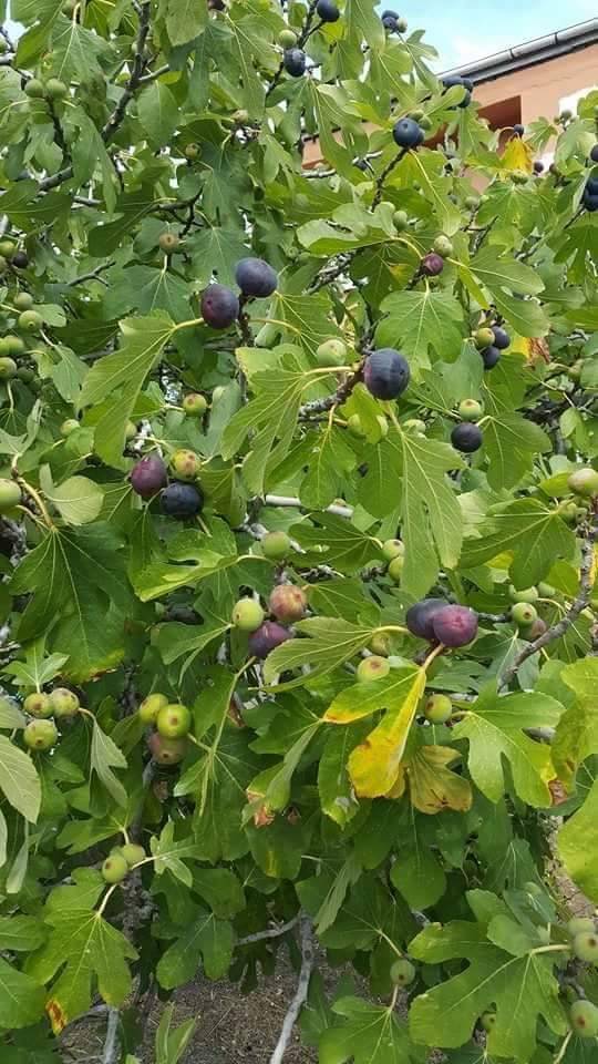 Bergama Eğiller Köyü Resimleri 3