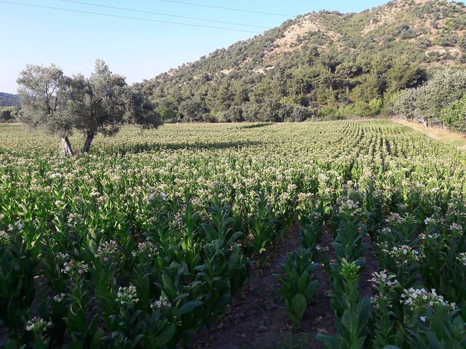 Bergama Eğrigöl Köyü Resimleri 3
