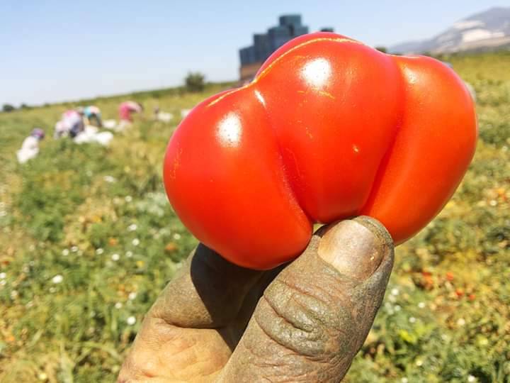 Bergama Fatih Köyü Resimleri 1