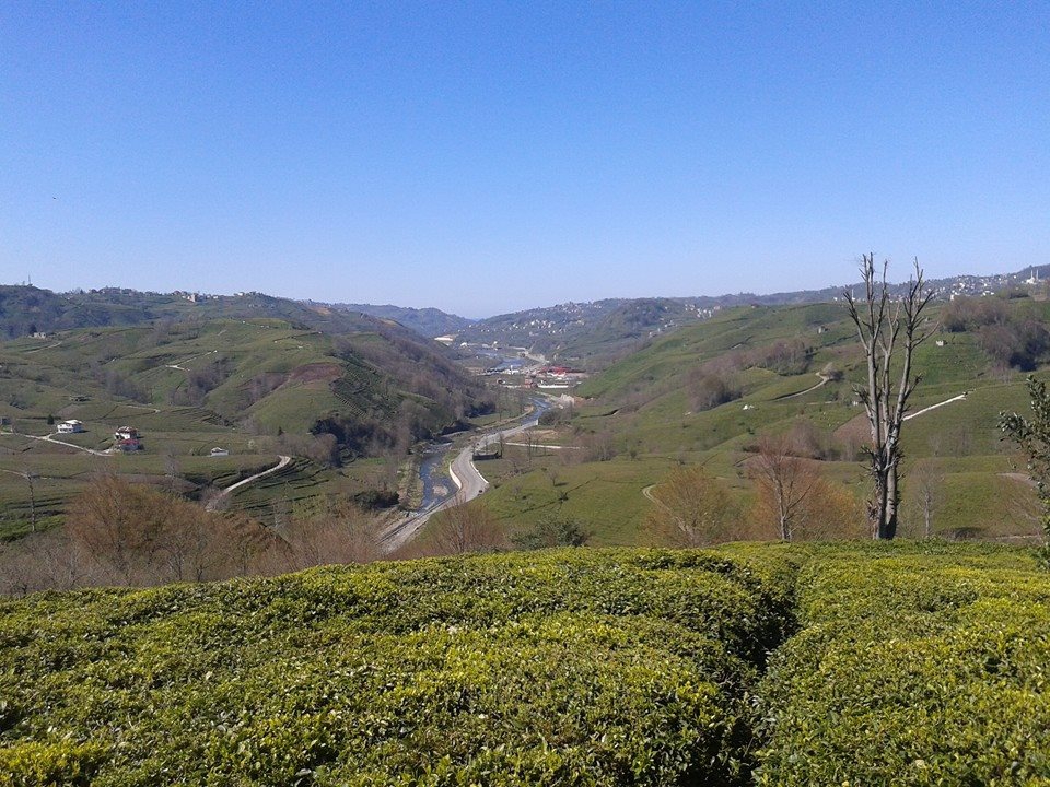Kalkandere Geçitli Köyü Resimleri 11