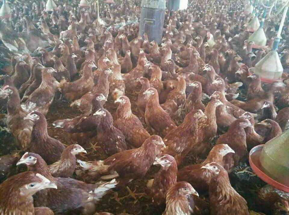 Sarıoğlan Tatılı Köyü Resimleri 2