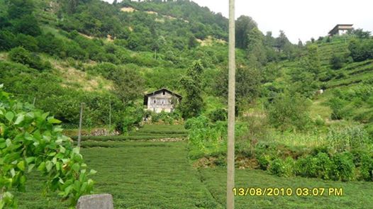 Kalkandere Hurmalık Köyü Resimleri 7