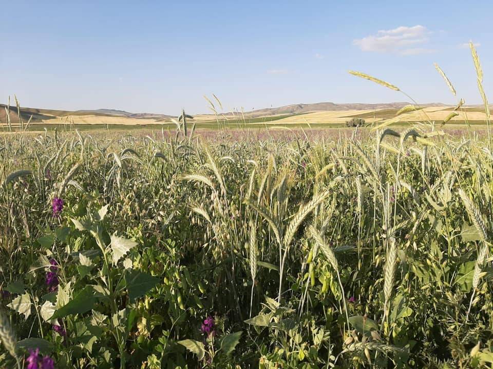 Sarıoğlan Yahyalı Köyü Resimleri 4