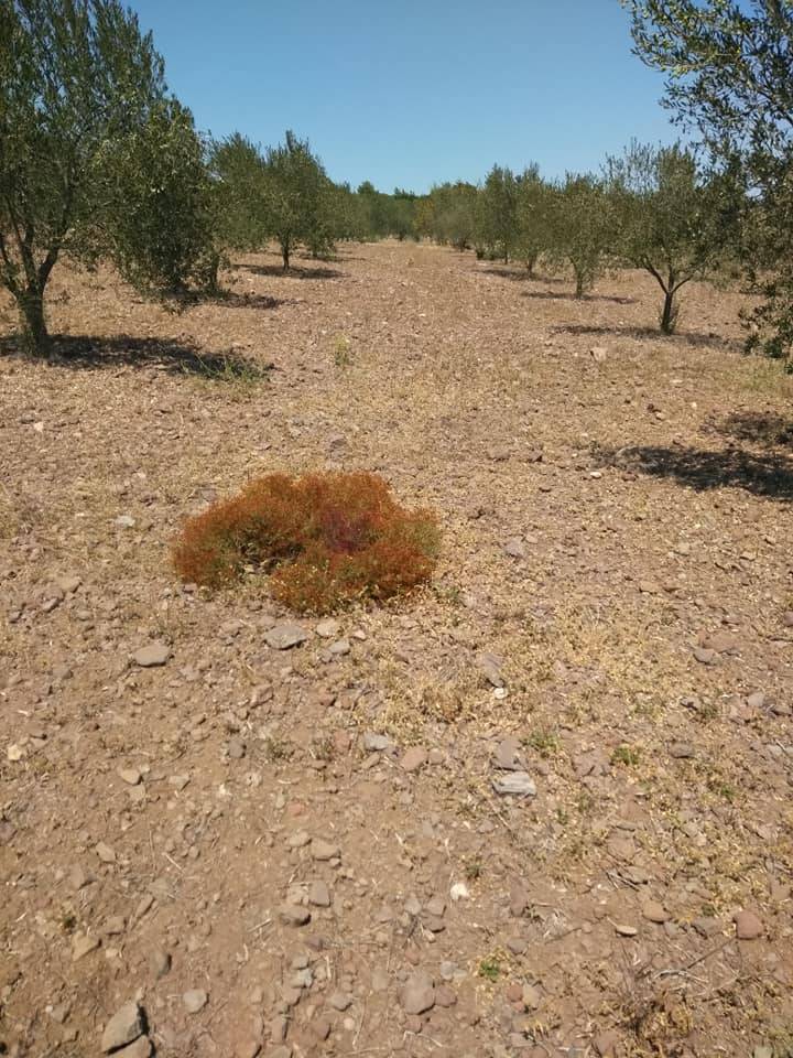 Bergama Gaylan Köyü Resimleri 2
