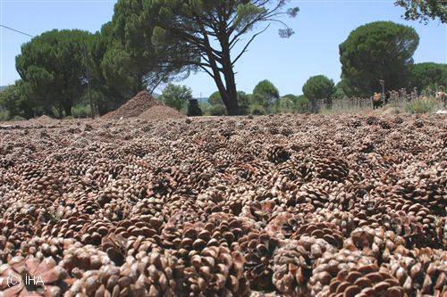 Bergama Göbeller Köyü Resimleri 1