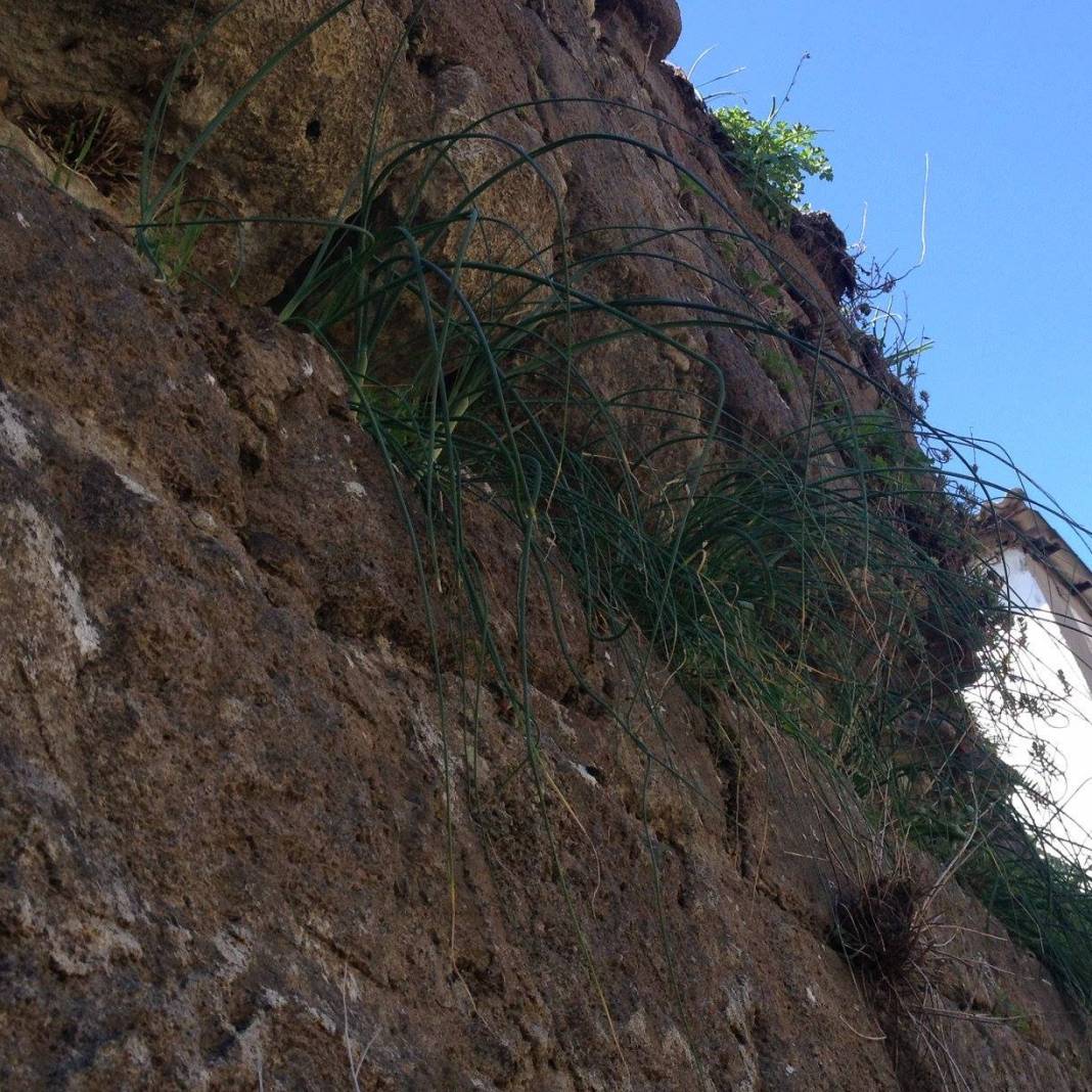 Bergama Göbeller Köyü Resimleri 5