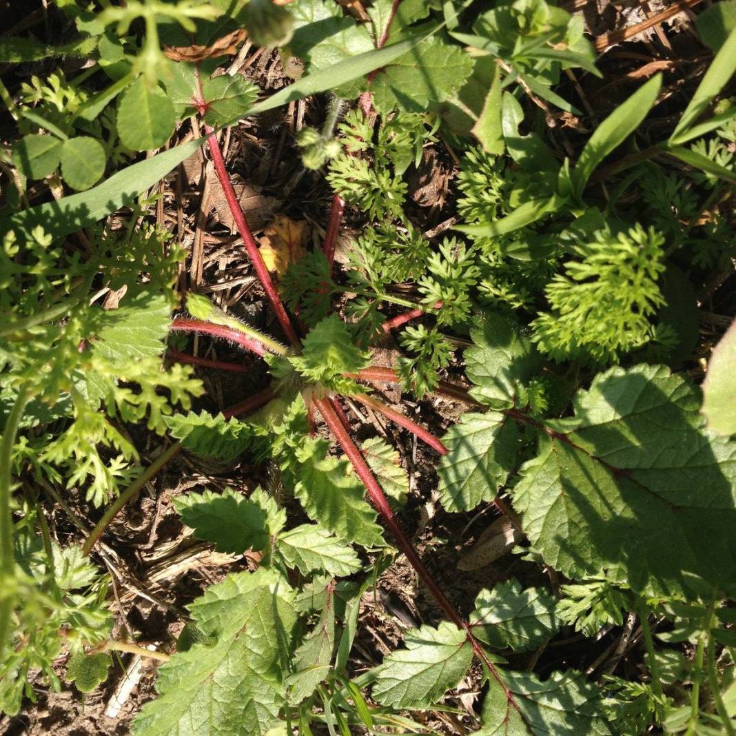 Bergama Göbeller Köyü Resimleri 6