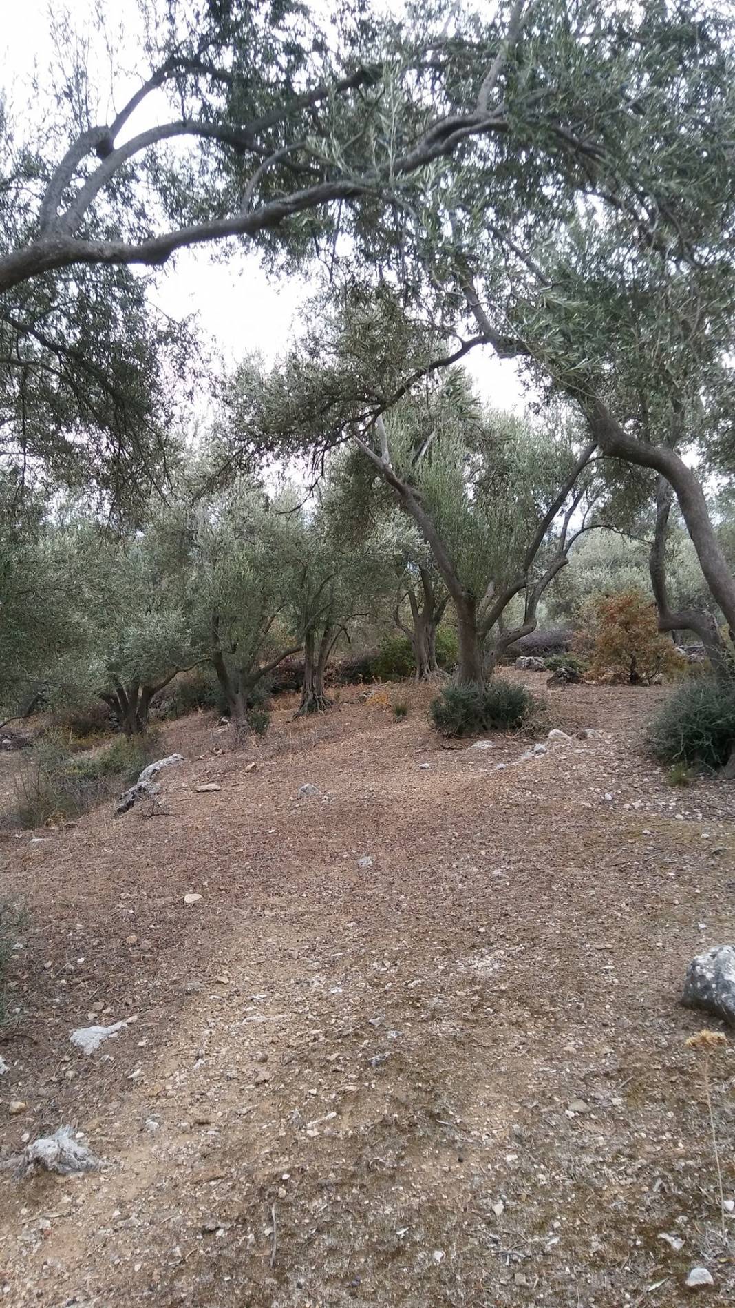 Bergama Göçbeyli Köyü Resimleri 2