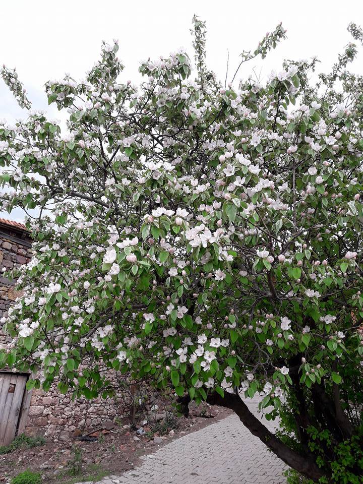 Bergama Gültepe Köyü Resimleri 1