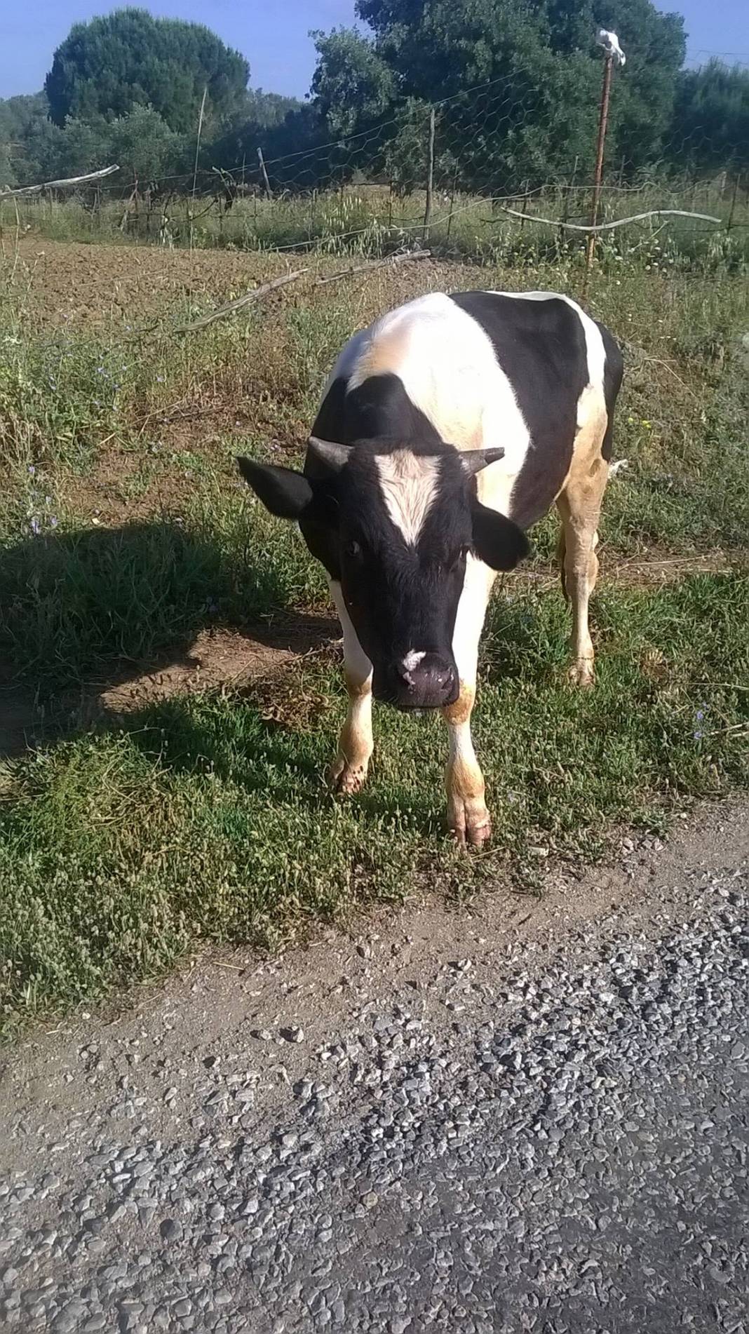 Bergama Gültepe Köyü Resimleri 2