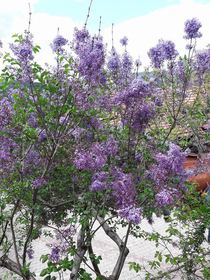 Bergama Gültepe Köyü Resimleri 3