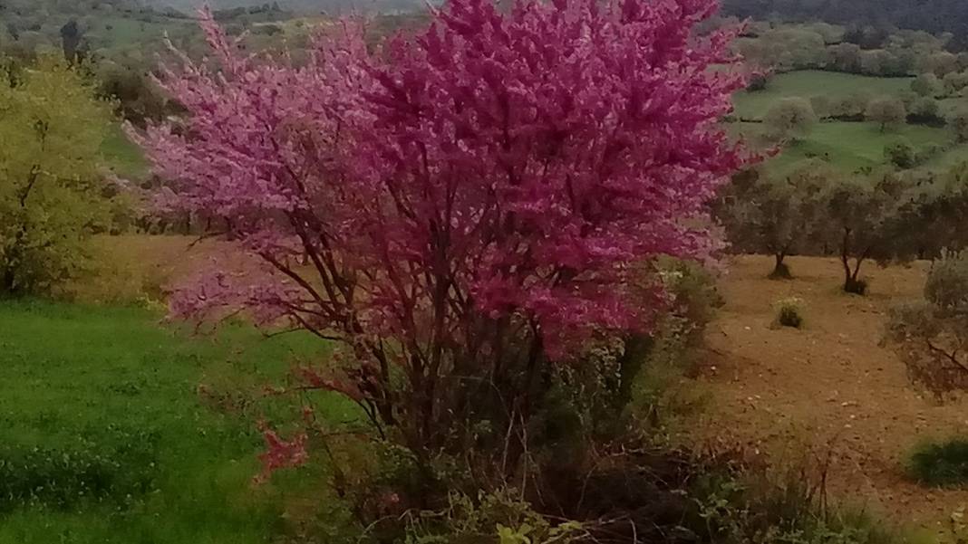 Bergama Halilağalar Köyü Resimleri 1