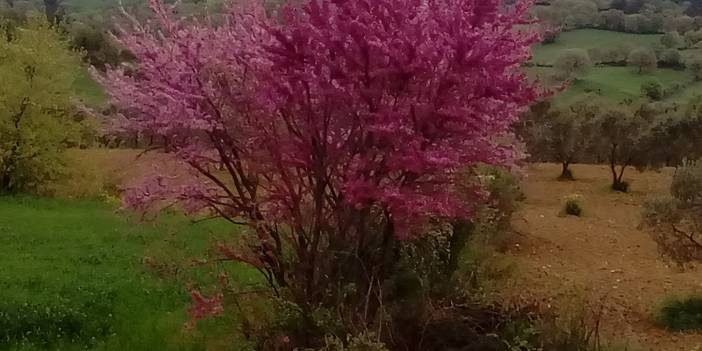 Bergama Halilağalar Köyü Resimleri